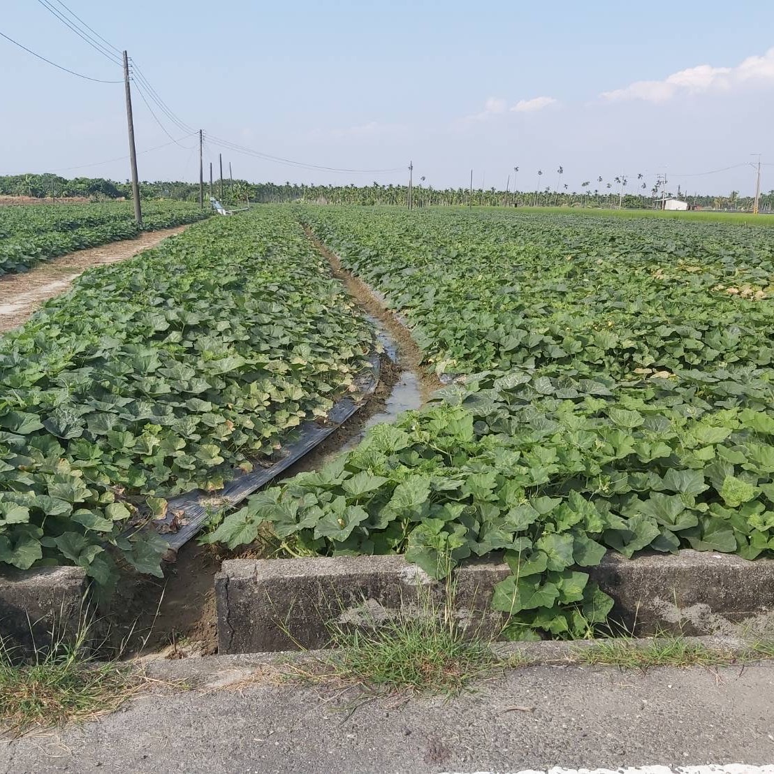 屏東縣,潮州鎮,翁健嘉,鄭雅蔓